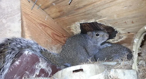 Wildlife Removal & Home Renovation Franchise System